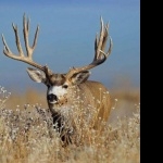 Mule Deer desktop wallpaper