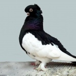 Pigeon widescreen