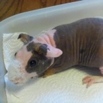 Skinny Pig new wallpapers