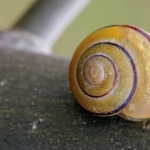 Snail high definition wallpapers