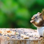 Squirrel new wallpapers