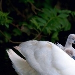 White Ducks background