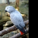 African Grey Parrot high quality wallpapers