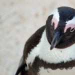 African Penguin 2016
