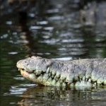 American Crocodile free