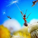 Ants high definition wallpapers