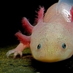 Axolotl high definition wallpapers