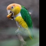 Caique free wallpapers
