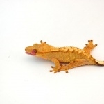 Crested Gecko photos