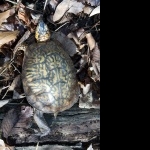 Eastern Box Turtle images