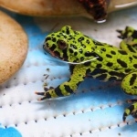 Fire Bellied Toad pic