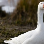 Goose new wallpapers