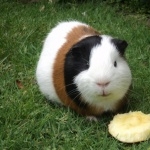 Guinea Pig high quality wallpapers