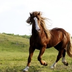 Horse hd desktop