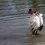 Muscovy Duck funny