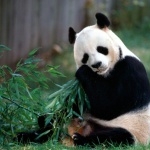 Panda hd photos