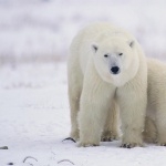Polar Bears wallpapers for desktop