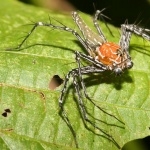 Spider images