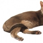 Abyssinian high definition wallpapers