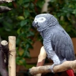 African Grey Parrot desktop