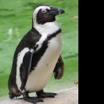 African Penguin free