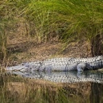 American Alligator high definition wallpapers