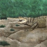 American Crocodile new wallpapers