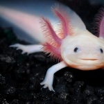 Axolotl desktop wallpaper