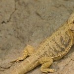 Bearded Dragon high definition wallpapers