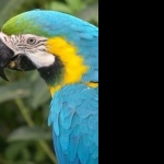 Blue-and-yellow Macaw breed