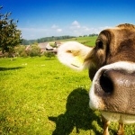 Cow desktop wallpaper