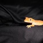 Crested Gecko wallpapers hd