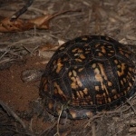 Eastern Box Turtle download