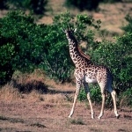 Giraffe hd photos