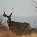 Mule Deer hd photos