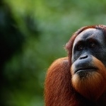 Orangutan high definition wallpapers