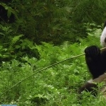 Pandas download