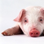 Pig high definition wallpapers