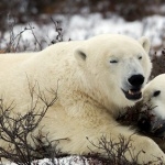 Polar Bears free wallpapers