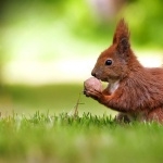 Squirrel cute