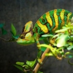 Veiled Chameleon images