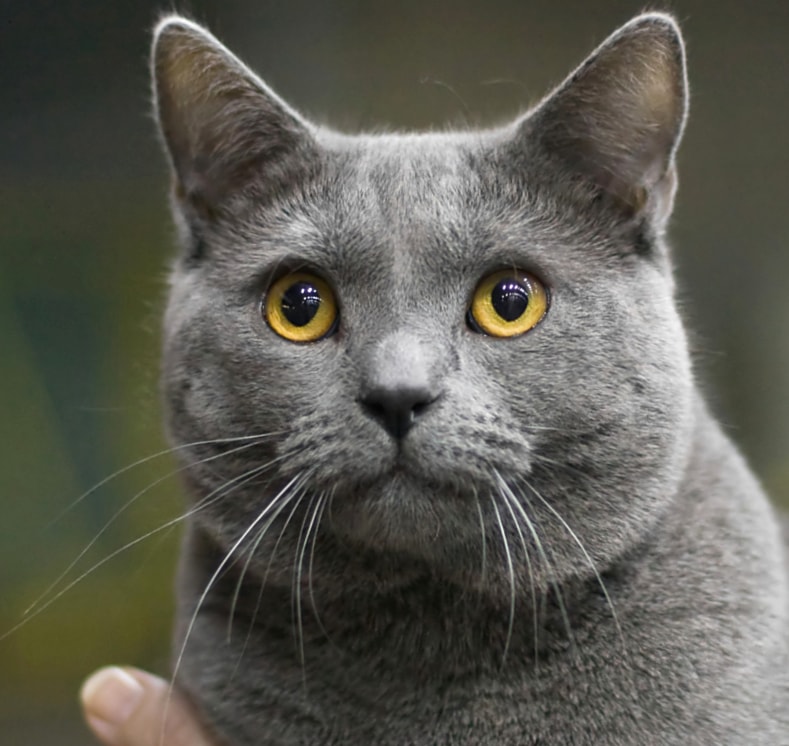 Chartreux wallpapers HD