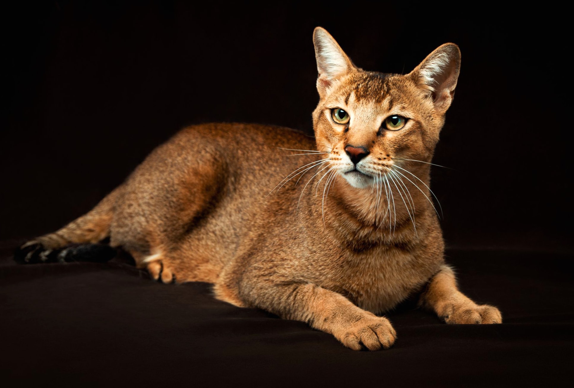 Chausie wallpapers HD