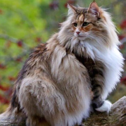 Forest Cat wallpapers HD