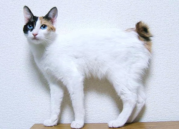 Japanese Bobtail wallpapers HD