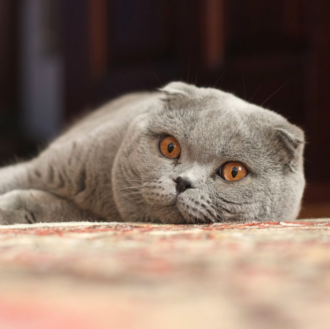 Scottish Fold wallpapers HD