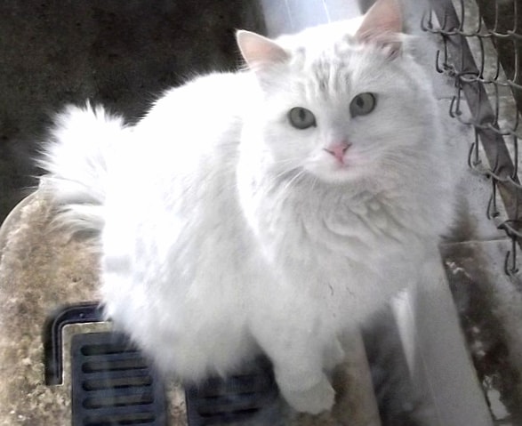 Turkish Angora wallpapers HD