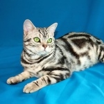 American Shorthair photos