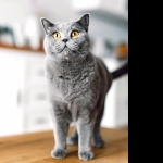 Chartreux free