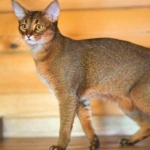 Chausie pic